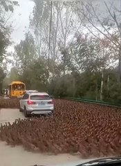Invasion de canards... on ne voit plus la route
