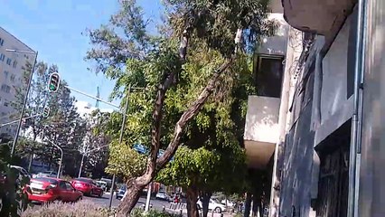 Eucalipto caído por fuertes vientos en chapultepec 417, 13-03-2023