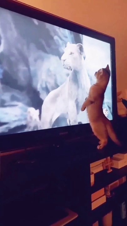 Cats love To watch TV