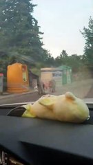 Invasión de jabalíes en Uceda