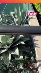 Quand Novak Djokovic transforme un filet de tennis... en tapis de yoga 🤪