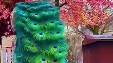 Let’s_witness_the_beauty_of_peacocks_together!_🦚Let’s_witness_the_beauty_of_peacocks_together!_🦚(360p)