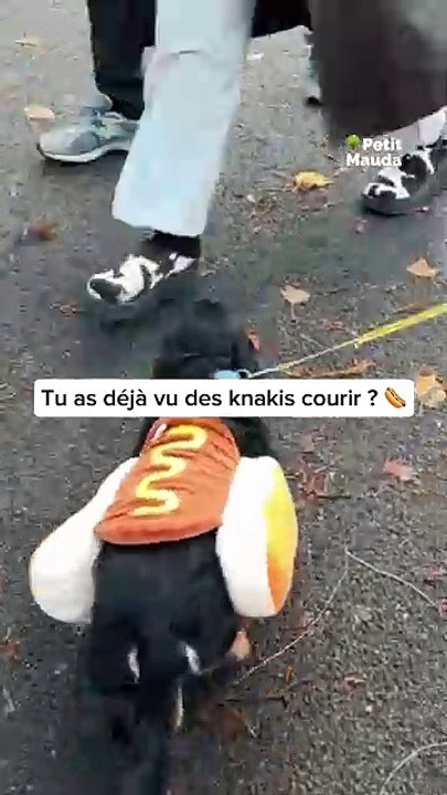Tu as déjà vu des knakis courir toi ?   Nous oui !  à la La Paris Sausage Walk, une balade au bord de la Seine en l’honneur de nos amis à quatre pattes ! 🐾   Chaque année, plus de 500 teckels se retrouvent pour une après-midi pleine de fun. Et cette anné