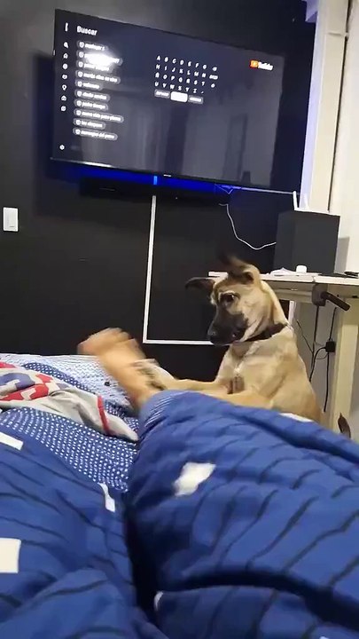 Funny animal video