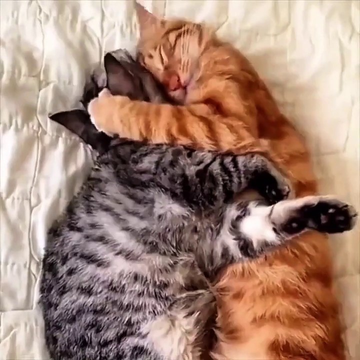 Funny cats and dogs