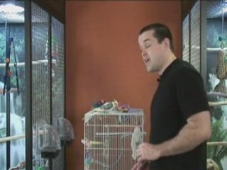 How To Train A Cockatiel To Do Tricks