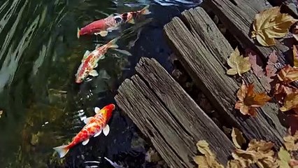Promenade au bord de l'eau