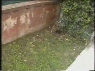 IN GIARDINO