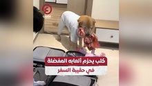 كلب يحزم ألعابه المفضلة في حقيبة السفر