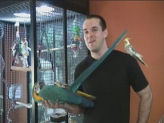 Blue and Gold Macaw Training