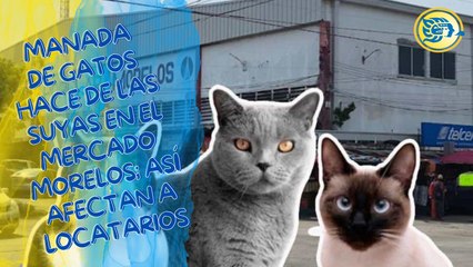Manada de gatos hace de las suyas en el mercado Morelos; así afectan a locatarios