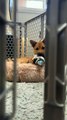 Bird wants to cuddle with the dog in the playpen!