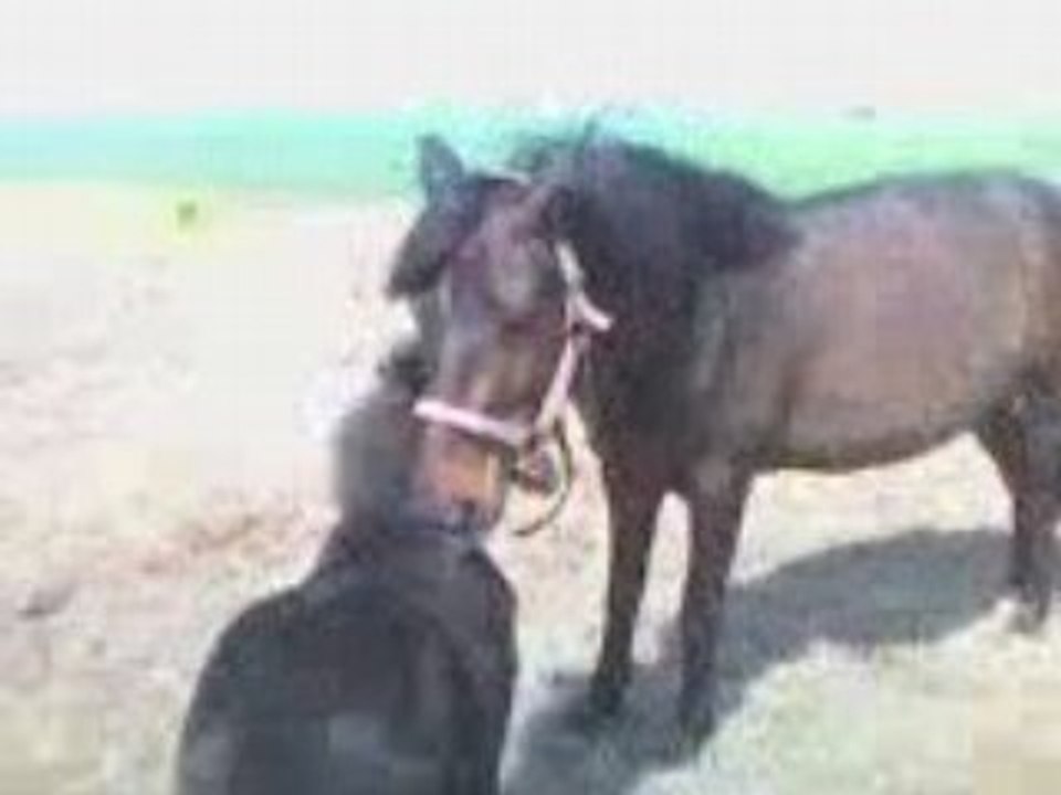 Video-0010