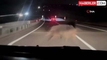 Diyarbakır'da Seyir Halindeki Araç Domuza Çarptı