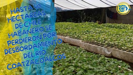 Hasta 40 hectáreas de chile habanero se perdieron por desbordamiento del río Coatzacoalcos
