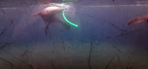 Seebaeren schwimmen im Leipziger Zoo