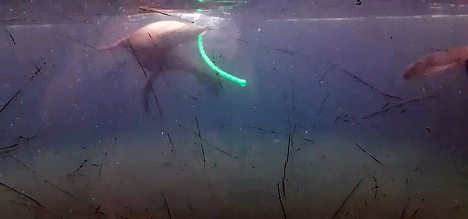 Seebaeren schwimmen im Leipziger Zoo