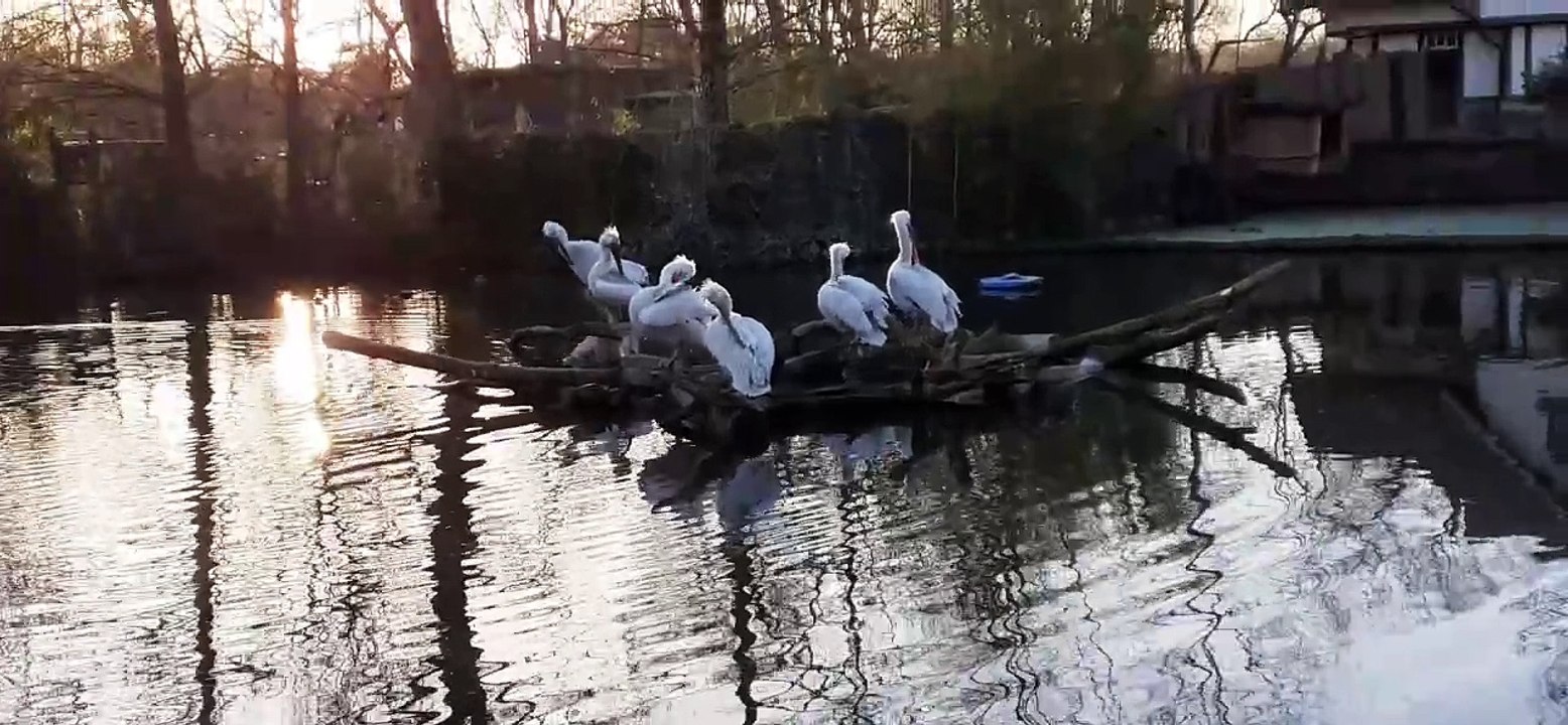 Pelikane in the Zoo of Leipzig