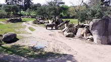 Nashorn im Leipziger Zoo
