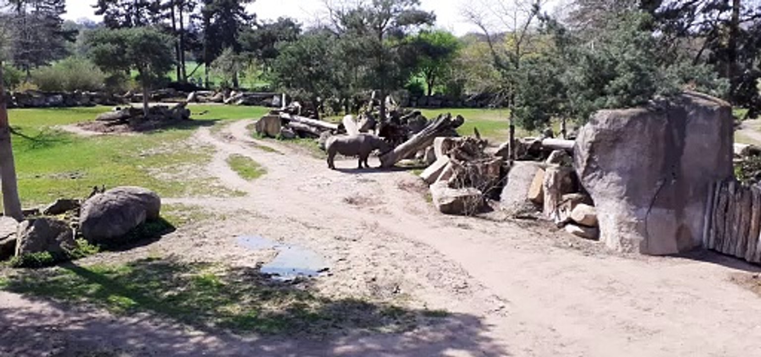 Nashorn im Leipziger Zoo