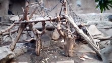 Gorillas lieben Kids und Adults!