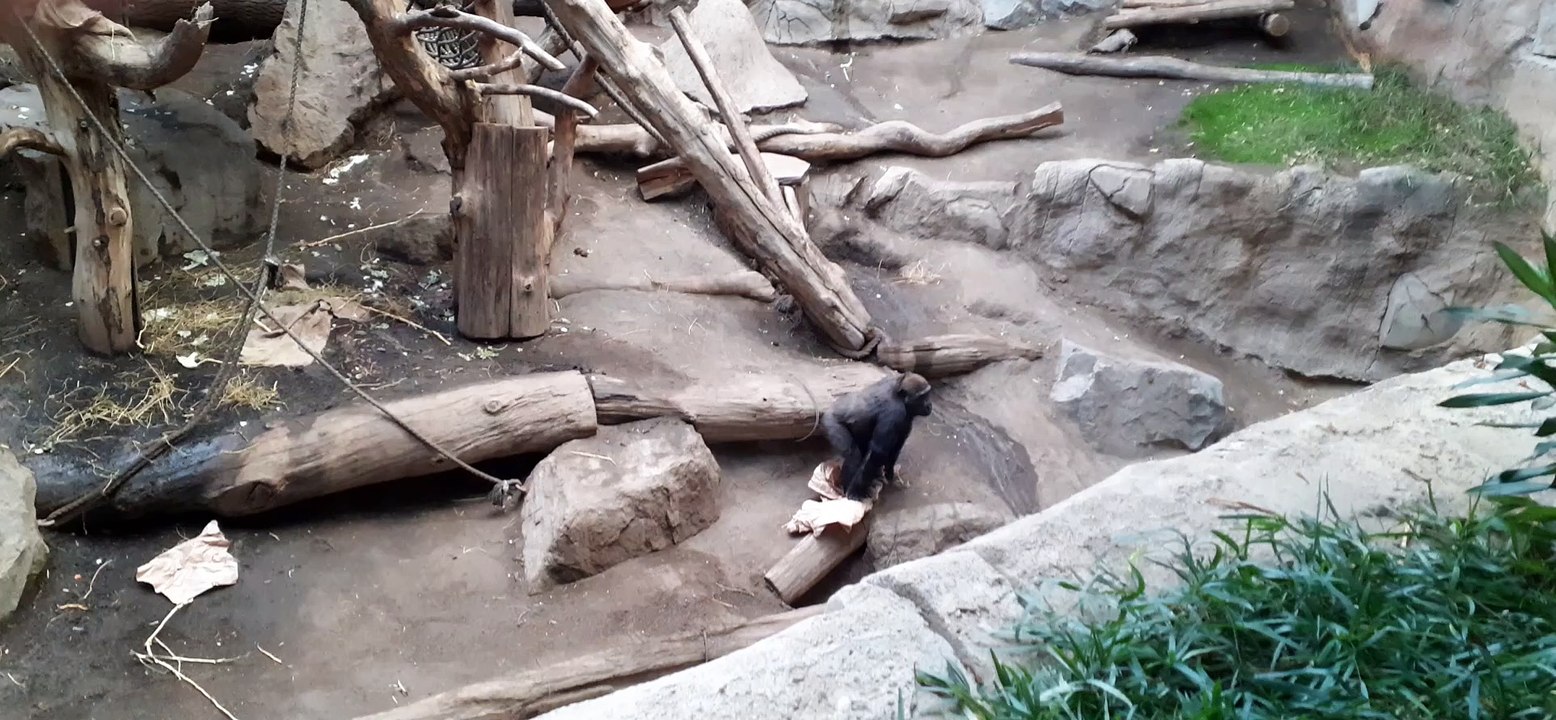 Gorillas 2 im Leipziger Zoo