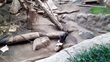 Gorillas 2 im Leipziger Zoo