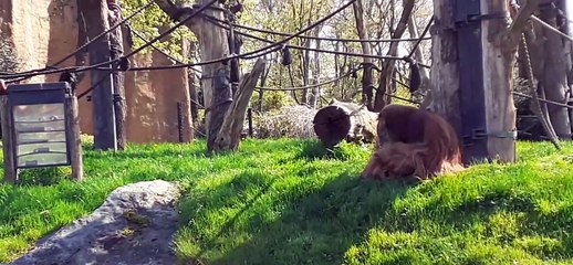 Orang Utas im Zoo of Leipzig