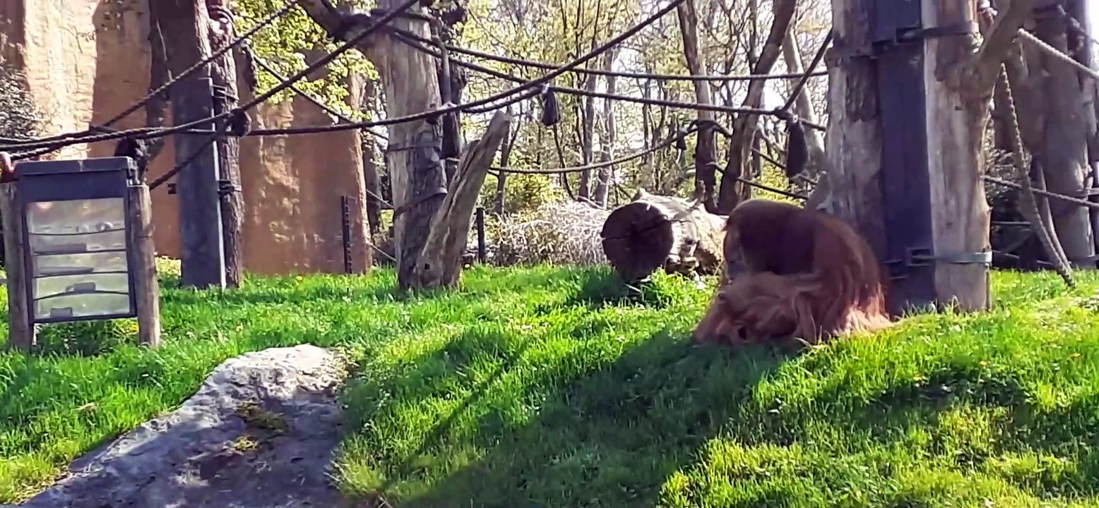 Orang Utas im Zoo of Leipzig