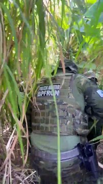 Operação conjunta apreende 606 kg de maconha e causa prejuízo milionário ao crime