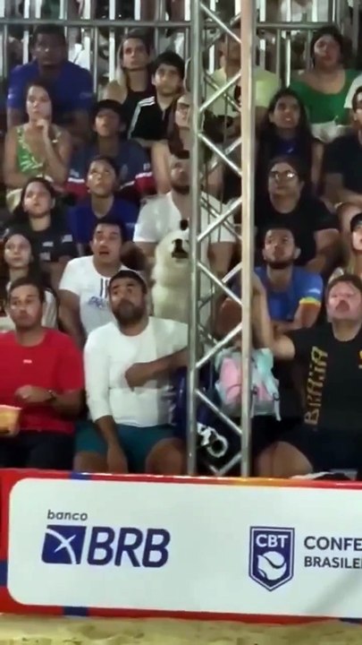 Furry Fan