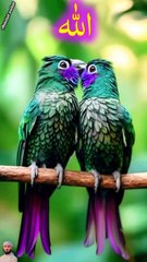 surah jummah 5 create #foryou #foryou #foryou #shorts #IslamicShorts #shortsvideo #shortfeed #NatureInspiredByQuran #bird