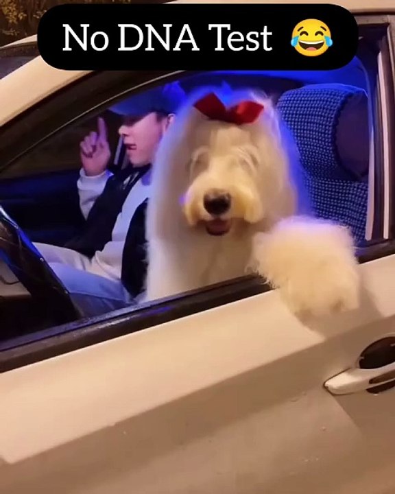 Dog dsnce