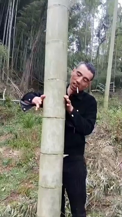 Have you ever seen such a big bamboo before? Guess how big this bamboo is? You can be seen anytime in China!