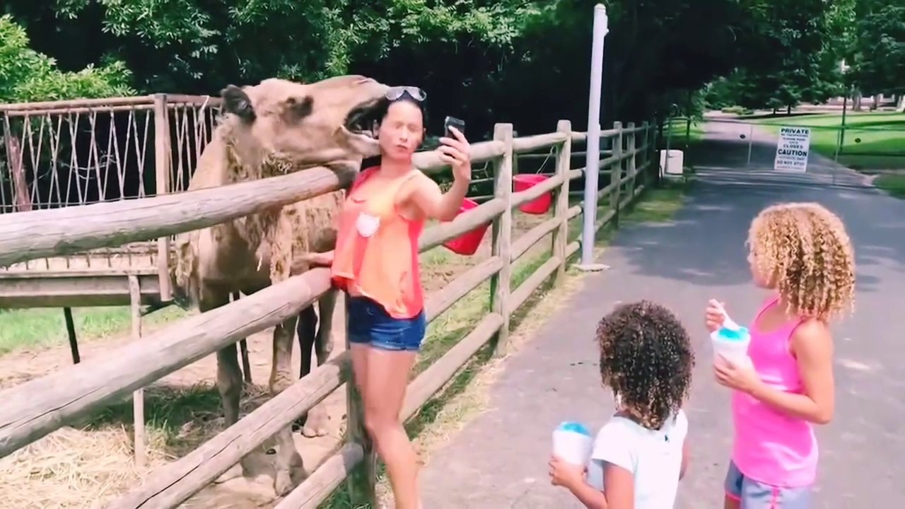 Animals amazing viral