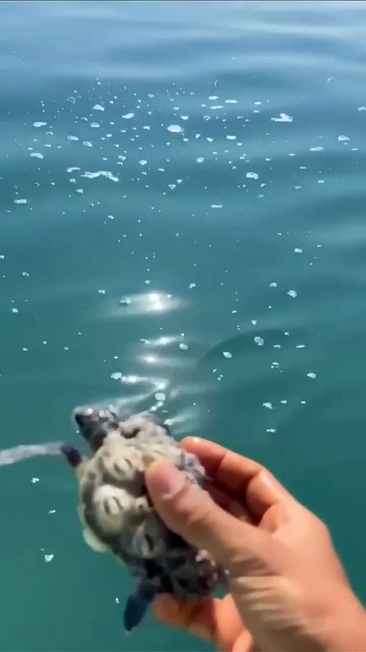 Saving a Turtle Covered in Barnacles _ Ocean Rescue #shorts