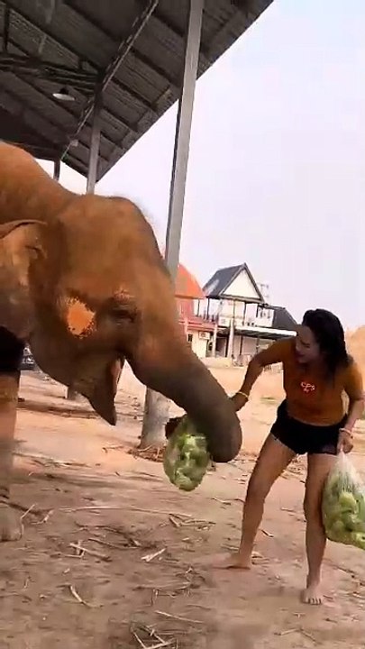 Elephant s Funny Act _ Snatching Mangoes from the Girl s Bag #shorts