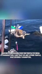 Turtle Saved from Deadly Plastic Trap! Ocean Rescue Mission #shorts