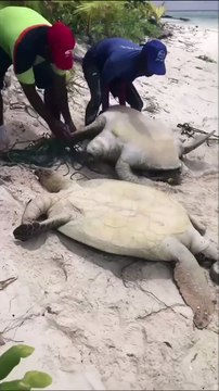 Two Brothers Save Stranded Turtle – Heartwarming Rescue #shorts