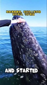 Removing Barnacles from a Whale _ Heartwarming Moment #shorts