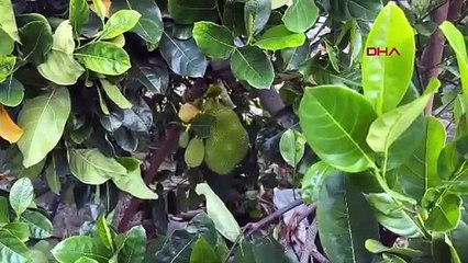 Türk girişimci Vietnam'dan getirttiği çok özel meyveyi Türkiye'de üretmeyi başardı