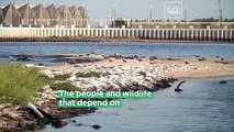 Shrinking shores and dying fish: The catastrophic water levels of the Caspian Sea, near COP29 host