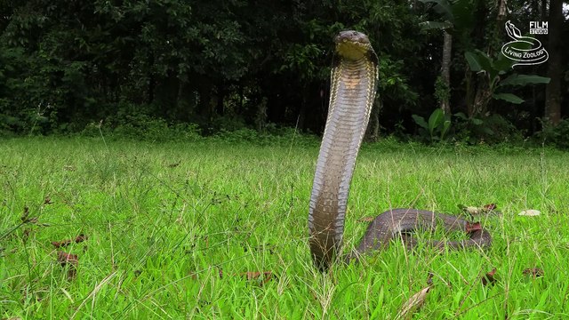 King cobra vs. Black mamba - Battle of the deadly snakes