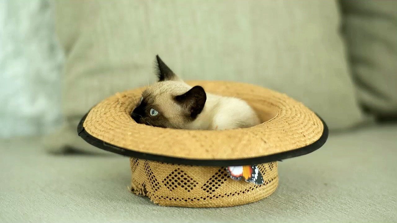 Funny Cat