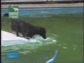 Un chien pas comme les autres