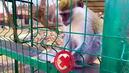 Nastya and a family trip to her grandmother