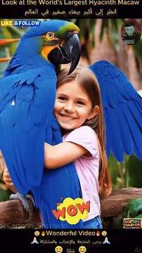 Beautiful Wonder Hyacinth Macaw, عجب صفير الببغاء , #birds #shorts #shortfeed #Viralvideo #foryou