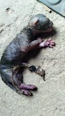 Gata tem filhotes de cachorro e choca população de cidade na Bahia: "É o fim do mundo"