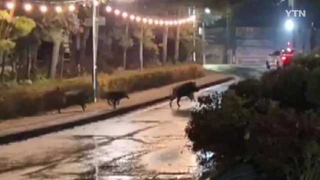 충남 아산 도심에 멧돼지떼 출몰...다친 사람 없어 / YTN