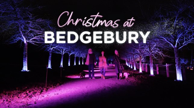 Christmas at Bedgebury 2024 sparkles with magical new after-dark trail